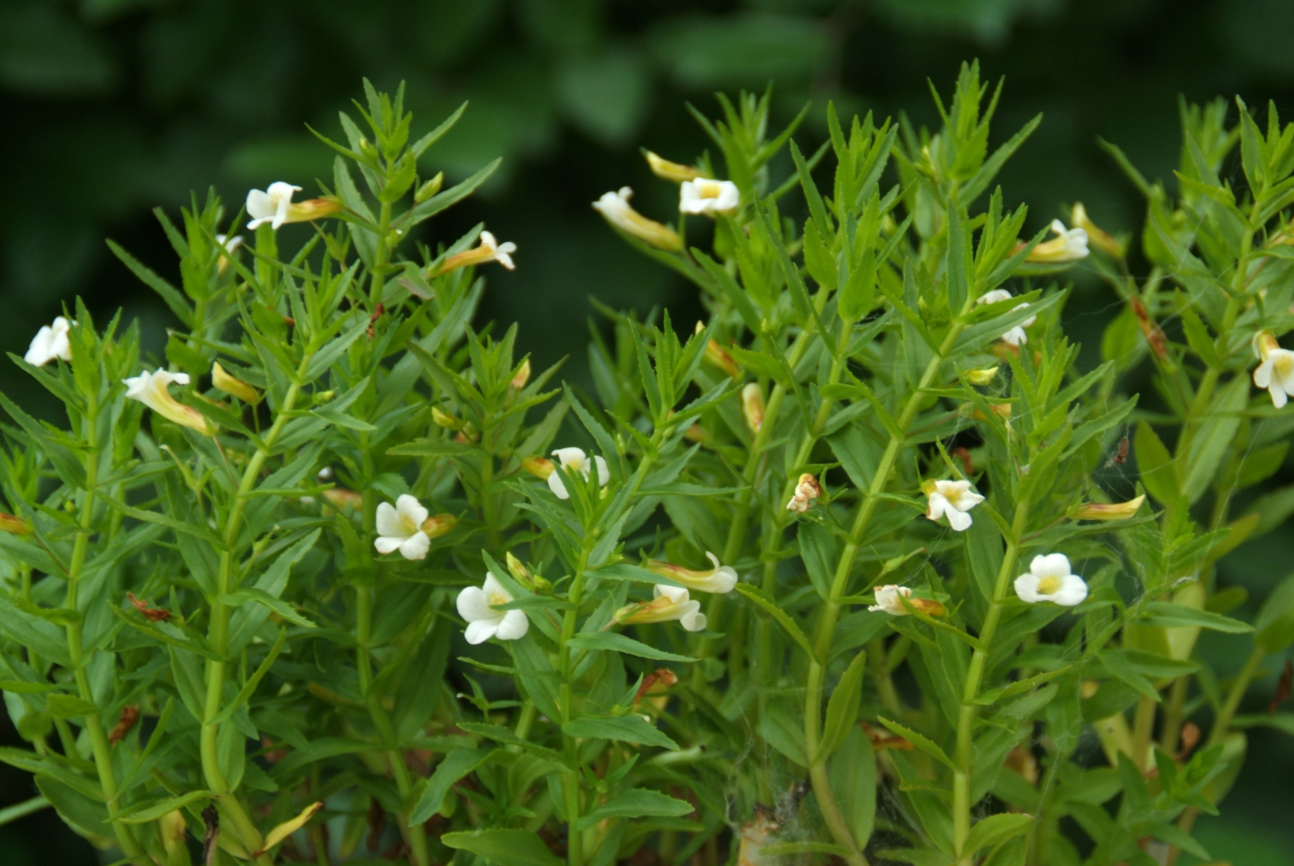 Gratiola officinalisGenadekruid bestellen